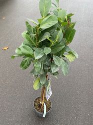 Prunus laurocerasus 'Etna'