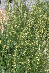 Purperklokje - Heuchera 'Green Ivory'