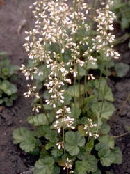 Purperklokje - Heuchera 'Pruhoniciana Alba'