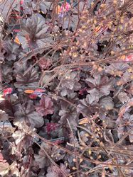 Purperklokje - Heuchera in soorten