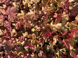 Purperklokje - Heuchera villosa 'Carnival Cocomint'