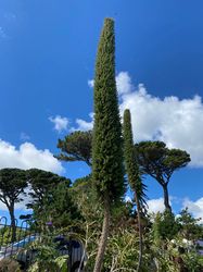 Reuzenslangenkruid - Echium pininana