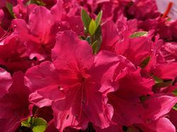 Japanse azalea - Rhododendron 'Arabesk' bloei