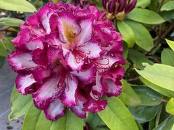 Heester Rododendron - Rhododendron 'Pushy Purple'