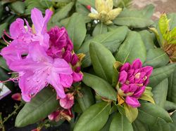 Roze bloemen Rhododendron 'Roseum Elegans'