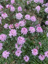 Auffallend rosa Blüten - lockt viele Bienen an