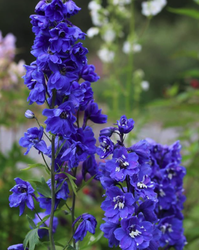 Schöne Gartenpflanzen blaue Farbe Inspiration Garten