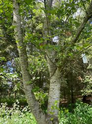 Rot-Erle - Alnus rubra