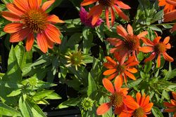 Rode zonnehoed - Echinacea purpurea 'Sombrero Adobe Orange'