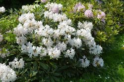 Rhododendron - Rhododendron 'Dora Amateis' in voller Blüte