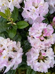 Rododendron - Rhododendron 'Gomer Waterer'