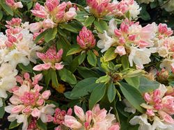 Rododendron - Rhododendron yakushimanum 'Golden Torch'