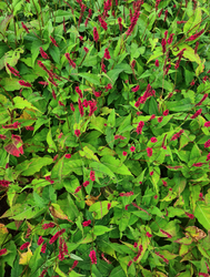 Tuinplanten rood bloeien duizendknoop borders