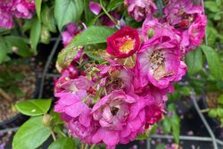 Klimroos - Rosa 'Jasmina' in bloei