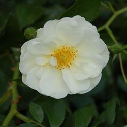 Rosa Schneekönigin Blume weiß englischer Garten