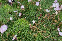 Dianthus gratianopolitanus 'La Bourboule'