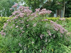 Koninginnenkruid - Eupatorium maculatum