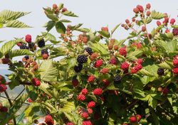 Zwergbrombeere - Rubus fruticosus lowberry