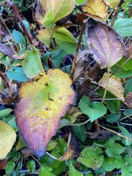 Blad Rudbeckia Fulgida 'Goldsturm' in de herfst