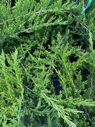 Wintergroene bodembedekker Sabijnse jeneverbes