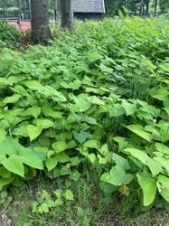 Sachalinse duizendknoop - Fallopia sachalinensis