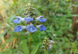 Bloei Salie - Salvia Uliginosa