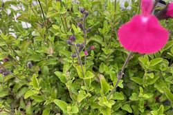 Tuinplant Salie - Salvia 'Vevina' 