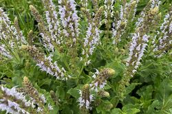 Salie - Salvia nemorosa 'Bumblesky'