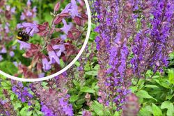 Salie - Salvia x sylvestris 'Mainacht' bloeiwijze