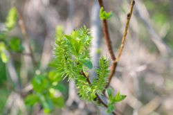 Geoorde wilg - Salix aurita