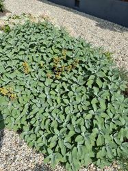 Salvia eetbare tuinplanten