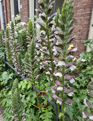 acanthus klantfoto borderpakket