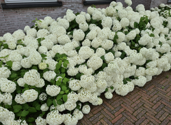 Hortensia annabelle tuinplanten borderpakketten heesters witte bloeikleur