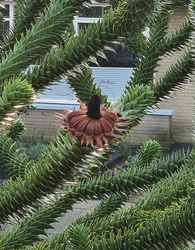 bloemen apeboom slangenden