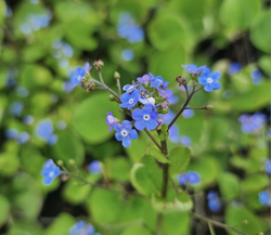 Bodembedekkers met blauwe bloemen