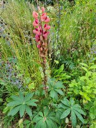 Lupine 'The Chatelaine'in bloei