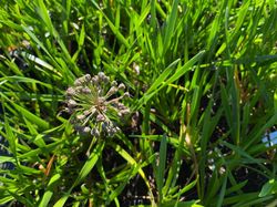 Sierui-Allium-Millenium.jpg