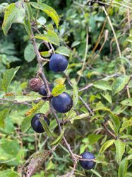 Bessen van de Sleedoorn - Prunus spinosa