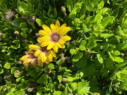 Spaanse margriet - Osteospermum Geel met roze