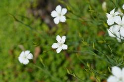 Steenanjer - Dianthus deltoides 'Albiflorus' wit bloeiende groenblijvende planten