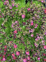 Steenbreek - Saxifraga 'Touran scarlet'