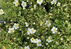 Steenbreek-Saxifraga-arendsii-Touran-Big-White.jpeg