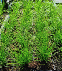 Vedergras - Stipa tenuifolia 'ponytails'