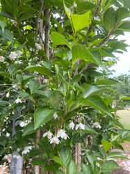 Storaxbaum - Styrax japonicus 'Juni-Schnee'