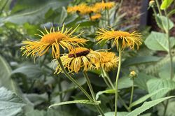 Koeienoog - Telekia speciosa in bloei