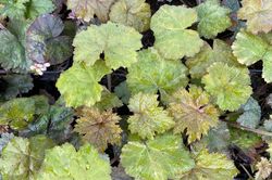 Blad Schuimbloem - Tiarella cordifolia