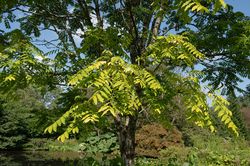 Zwiebelsuppenbaum - Toona sinensis