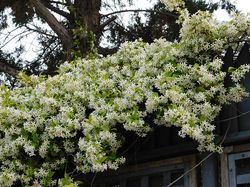 Toscaanse Jasmijn - Volle bloeiwijze