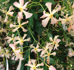 Toscaanse jasmijn - Trachelospermum asiaticum 'Pink Showers'