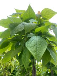 Trompetenbaum - Catalpa bignonioides 'Nana' - Große Blätter